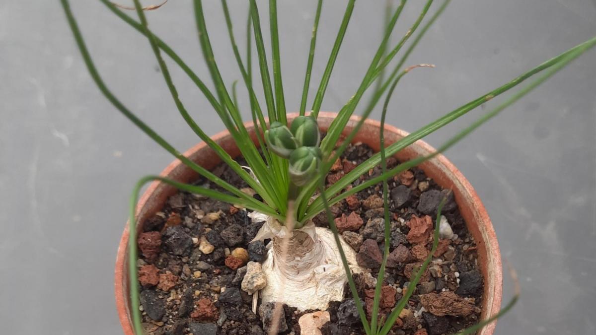 Albuca