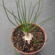 Albuca humilis