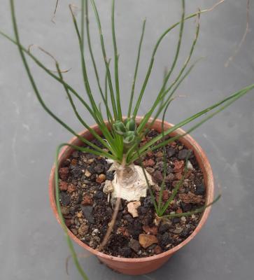 Albuca humilis