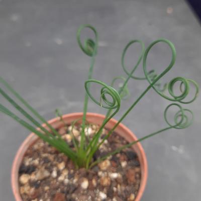 Albuca spiralis