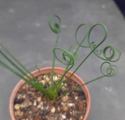 Albuca spiralis