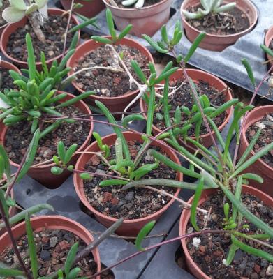 Senecio abbreviatus