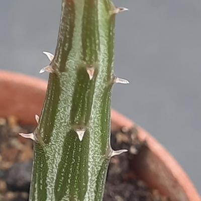 Senecio gregorii