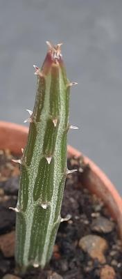 Senecio gregorii