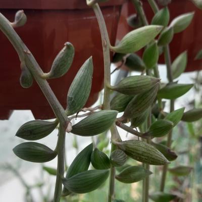 Senecio radicans