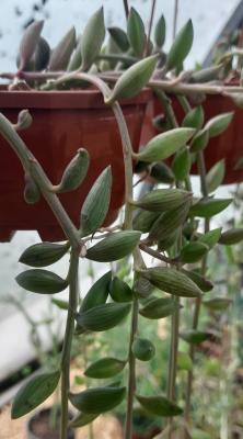 Senecio radicans