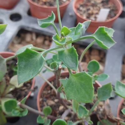 Senecio tropaeolifolius