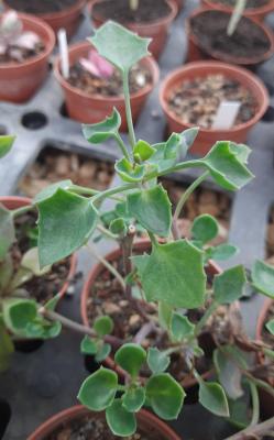 Senecio tropaeolifolius