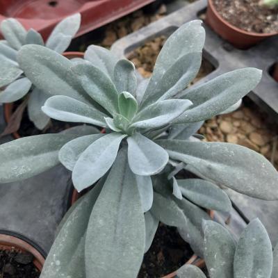 Senecio cephalophorus