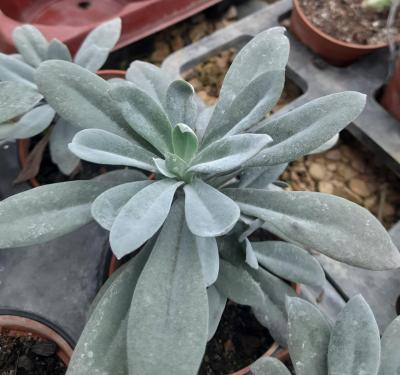 Senecio cephalophorus