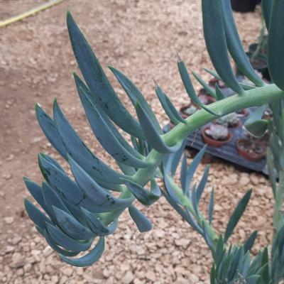 Senecio repens