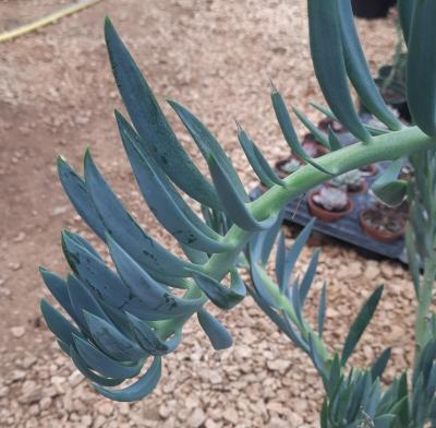 Senecio repens