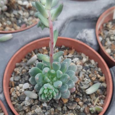 Echeveria amoena