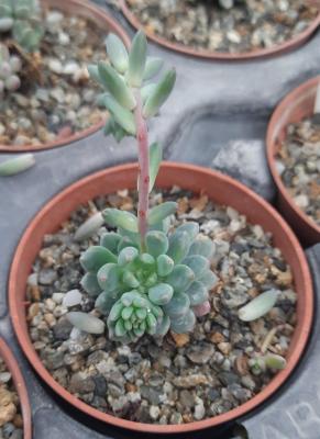 Echeveria amoena