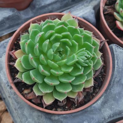 Echeveria derenbergei