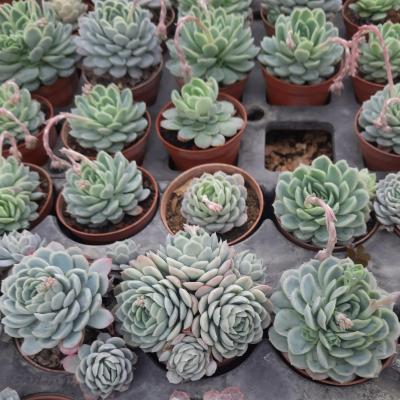 Echeveria elegans