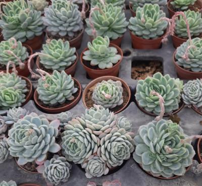 Echeveria elegans