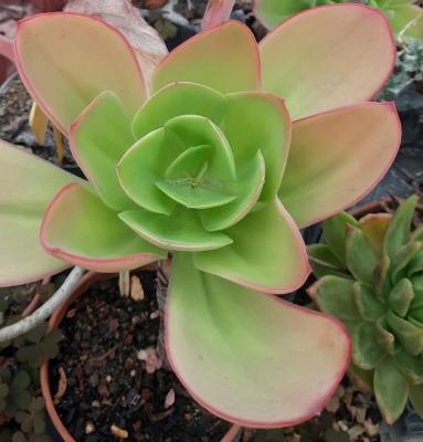 Echeveria pallida
