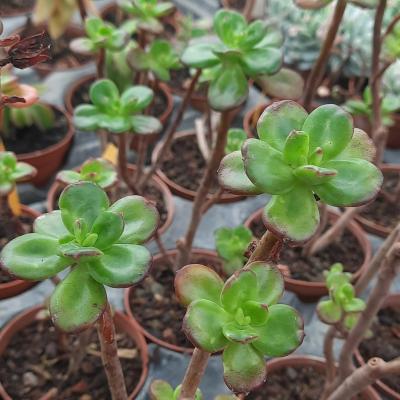 Echeveria skinneri