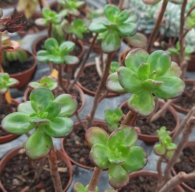 Echeveria skinneri