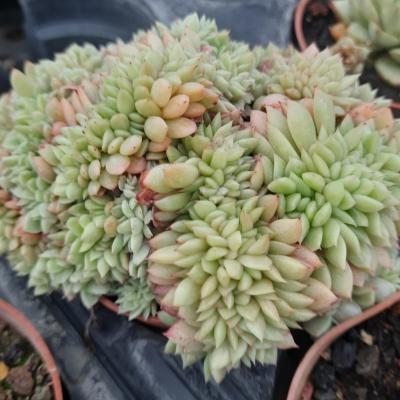 Echeveria gilva cristata