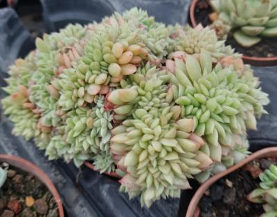 Echeveria gilva cristata