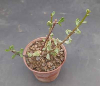 Ceraria fruticulosa