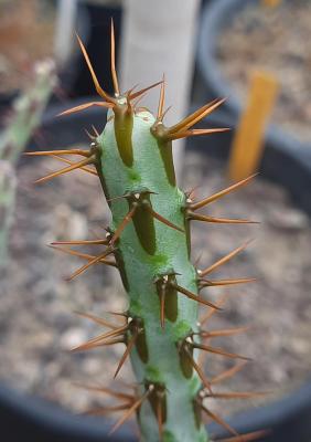 Euphorbia aeruginosa major