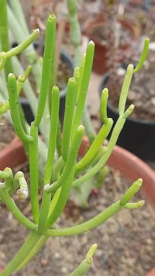 Euphorbia aphylla