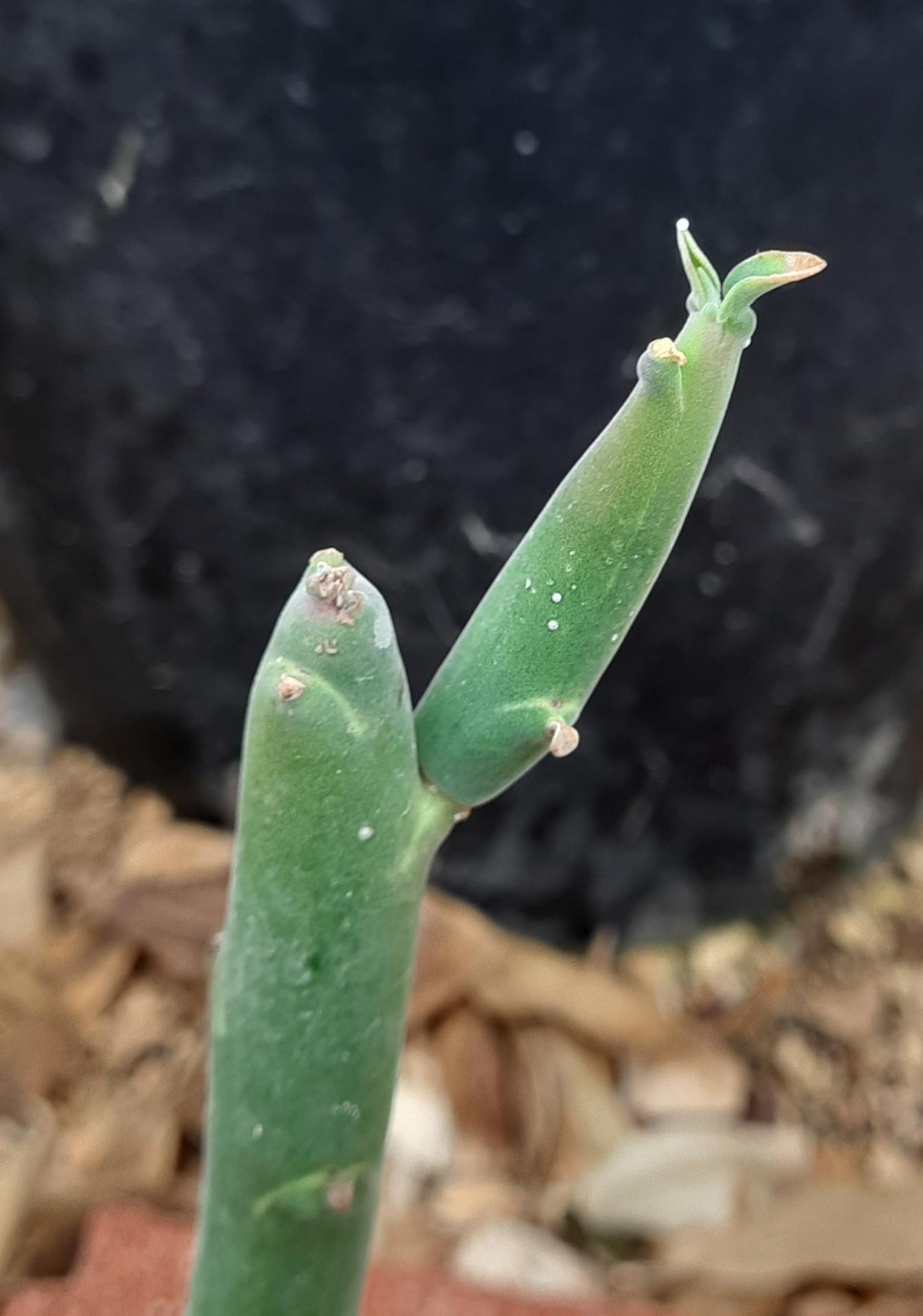 Euphorbia damarana