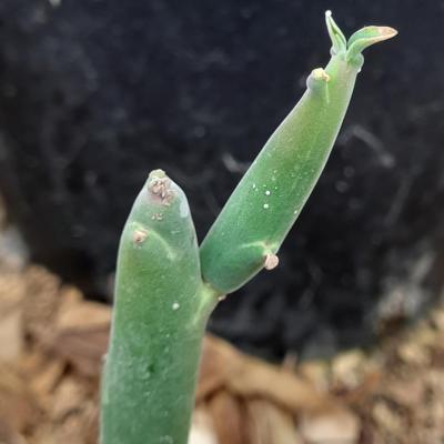 Euphorbia damarana