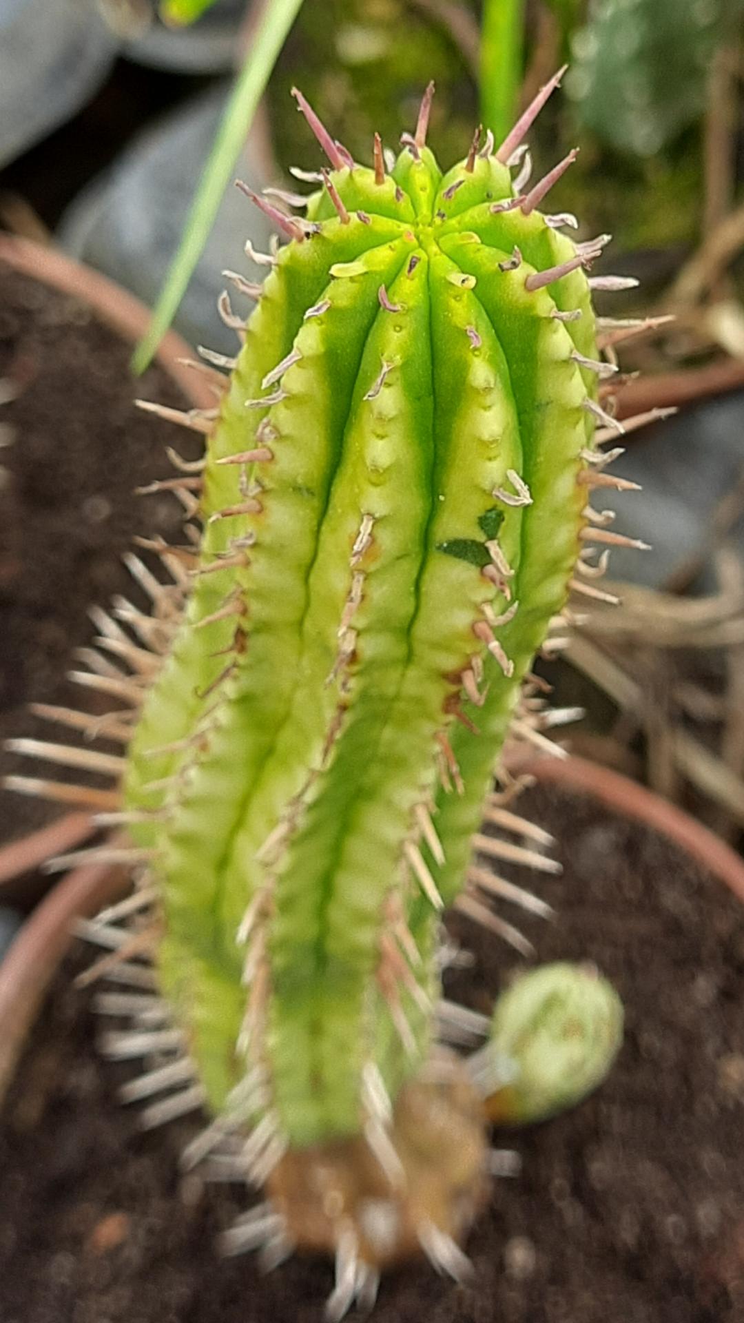 Euphorbia ferox variegata