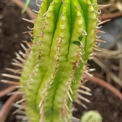 Euphorbia ferox variegata