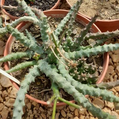 Euphorbia leachii