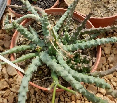 Euphorbia leachii