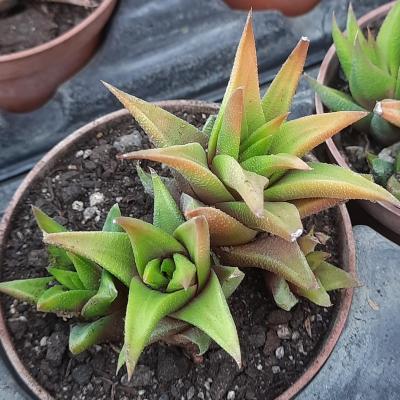 Haworthia glomerata