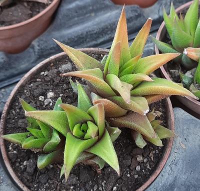 Haworthia glomerata