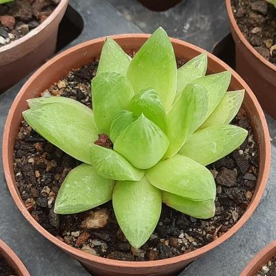 Haworthia cymbiformis var.angustata