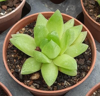 Haworthia cymbiformis var.angustata