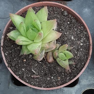 Haworthia cymbiformis var.rosea