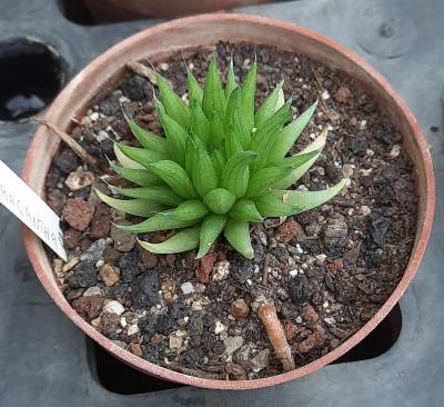 Haworthia chloracantha