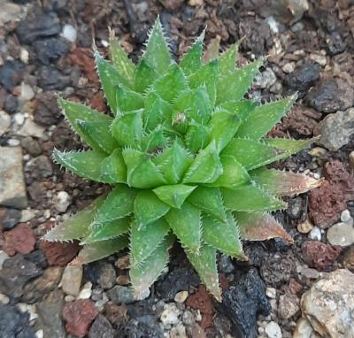 Haworthia herbacea var.flaccida