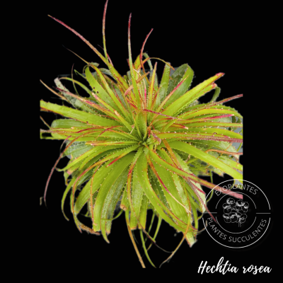 Hechtia rosea