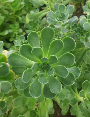 Aeonium castello-paivae