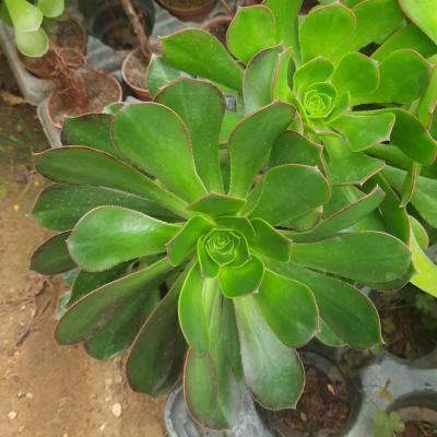 Aeonium urbicum