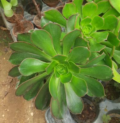 Aeonium urbicum
