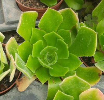 Aeonium canariense