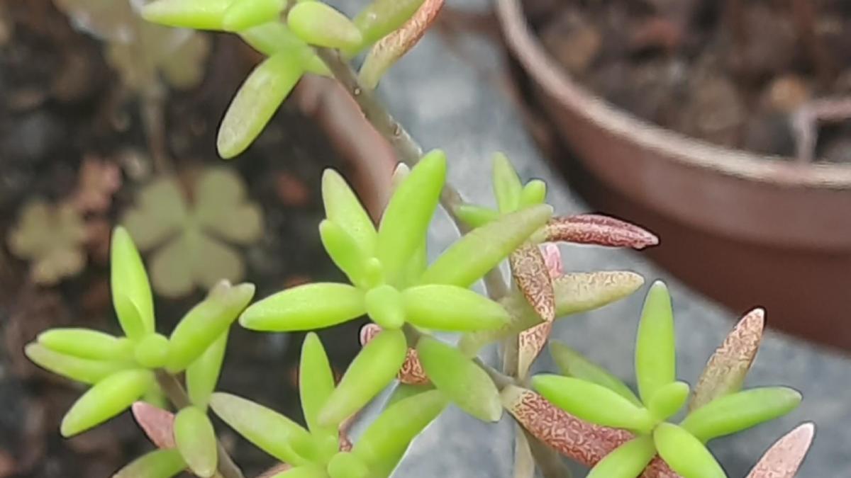 Monanthes