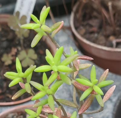 Monanthes anagensis