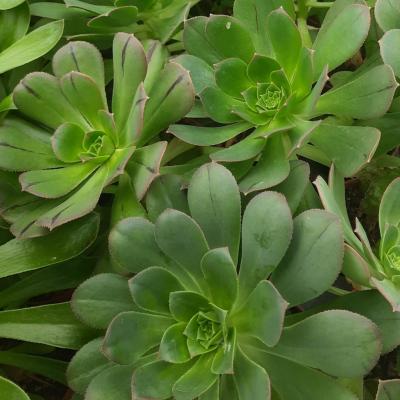 Aeonium pseudourbicum